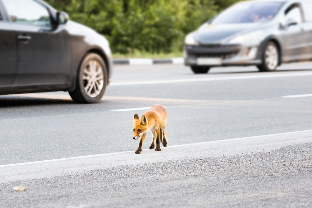 How to deal with animals on the road - Precautionary Measures for Safe Driving