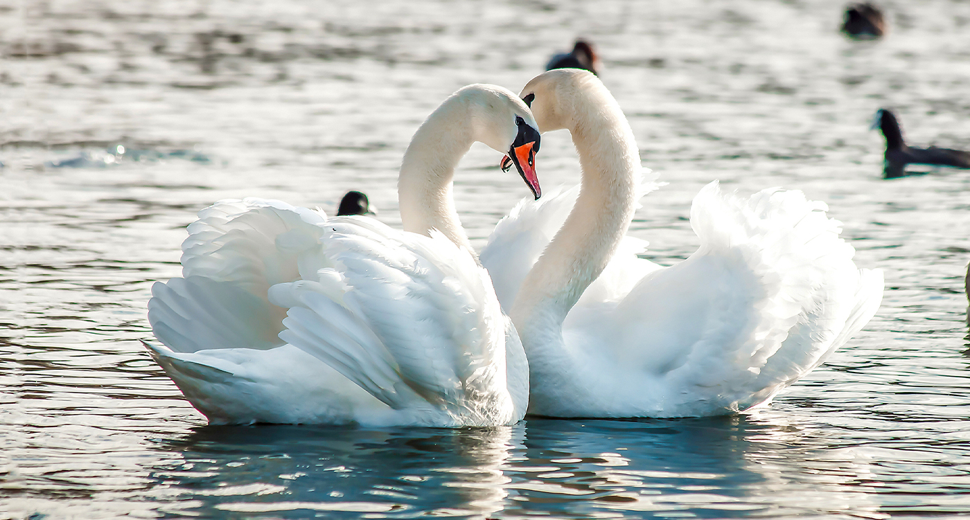 zwaan Omhoog Botanist The Secret Lives of Swans | WildThings
