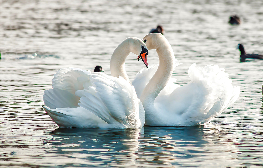 swans on a lake